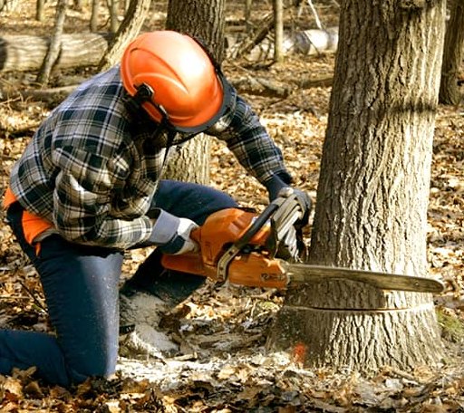 Tree Removal in Perry, ME